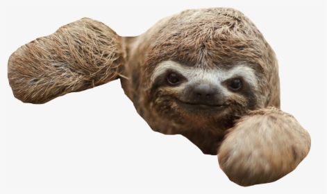 Sloth Png - Baby Sloth, Transparent Png, Transparent PNG