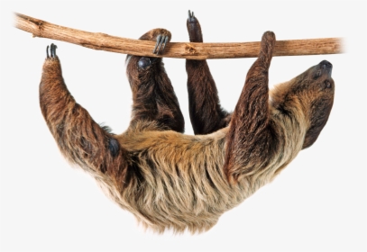 Download Sloth Png Image - Sloth Png, Transparent Png, Transparent PNG