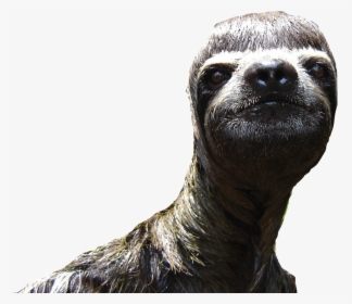 Sloth Animal Desktop Wallpaper - Funny Sloth, HD Png Download, Transparent PNG