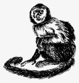 Owl,wildlife,sloth - Drawing Capuchin, HD Png Download, Transparent PNG