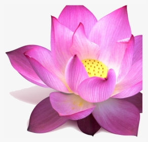 Lotus - Padma Flower, HD Png Download, Transparent PNG