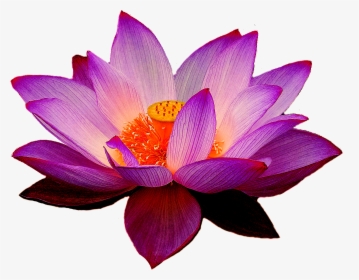 Purple Lotus Flower Png, Transparent Png, Transparent PNG
