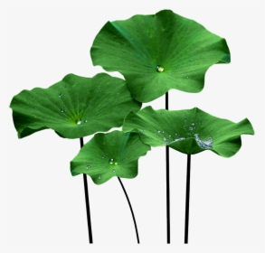 Lotus Leaf Png - Lotus Flower Leaf Png, Transparent Png, Transparent PNG