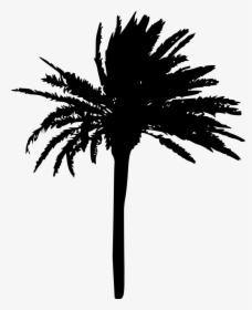Palm Trees Silhouette Transparent, HD Png Download, Transparent PNG
