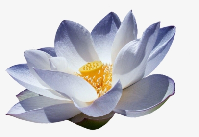 Flor De Lotus Png Japanese Lotus Flower White - Blue Water Lily Png, Transparent Png, Transparent PNG