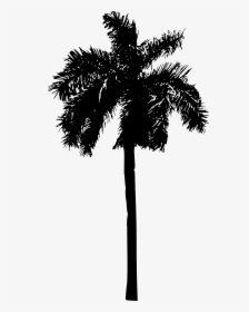 Palm Tree - Palm Tree Silhouette Png Transparent, Png Download, Transparent PNG