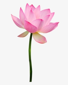 Фотки Pink Lotus, Flower Clipart, Lotus Blossoms, Lotus - Pink Lotus Flower Clipart, HD Png Download, Transparent PNG