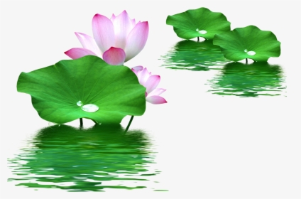 Leaf Nelumbo Nucifera Lotus Effect Water Clipart - Lotus With Leaf Png, Transparent Png, Transparent PNG