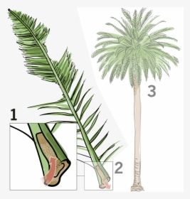 Plant,tree,palm Plant,botany,woody Stem,flowering Plant,date - Dying Palm Tree, HD Png Download, Transparent PNG