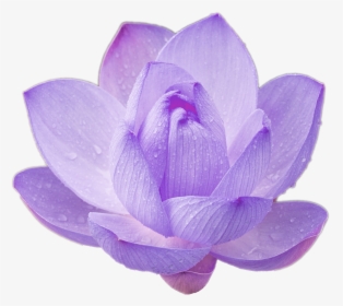 Purple Lotus Png Lotus Flower Cool Nature Png For Your - Transparent Purple Lotus Flowers, Png Download, Transparent PNG
