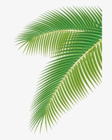 Arecaceae Palm Vector Leaf Euclidean Png Image High - Coconut Leaf Vector Png, Transparent Png, Transparent PNG