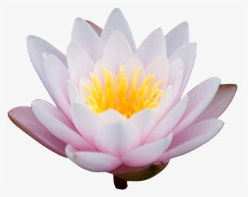 Png Lotus Image - Lotus Flower Png Transparent, Png Download, Transparent PNG