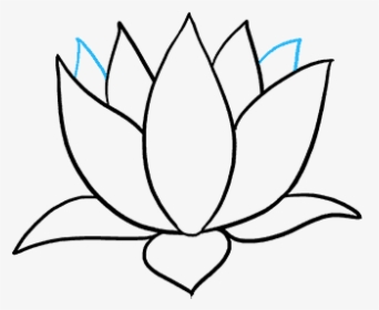 How To Draw A Lotus Flower - Sacred Lotus, HD Png Download, Transparent PNG