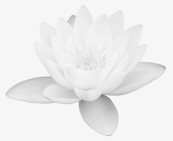Lotus Flower Png Images Free Download Png Library - Free Download White Lotus Flower, Transparent Png, Transparent PNG