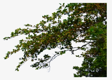 Transparent Tree Without Leaves Clipart - Tree Leaves Branches Png, Png Download, Transparent PNG
