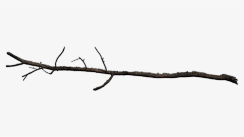 Google Trees And Branches - Tree Stick Transparent Background, HD Png Download, Transparent PNG