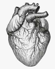 Human Body,heart,drawing,black And White,sketch,gesture - Transparent Background Anatomical Heart Png, Png Download, Transparent PNG