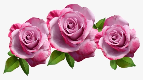 Flowers, Roses, Mauve, Fragrant, Cut Out, Isolated - Garden Roses, HD Png Download, Transparent PNG