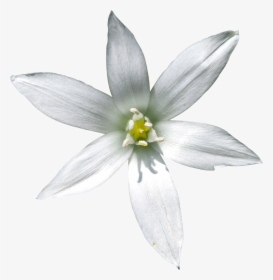 Star Of Bethlehem Flower White Background, HD Png Download, Transparent PNG