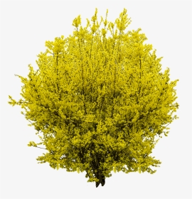 Golden Flowers 3d - Forsythia Png, Transparent Png, Transparent PNG