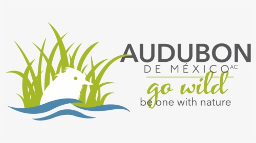 Audubon De Mexico - Estratégia Saúde Da Família, HD Png Download, Transparent PNG