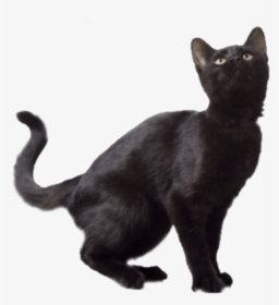 Black Cat Png - Black Cat Clear Background, Transparent Png, Transparent PNG