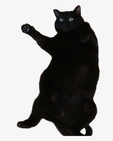 Transparent Fat Cat Png - Fat Black Bombay Cat, Png Download, Transparent PNG