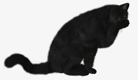 Cat Png - Черная Кошка Png, Transparent Png, Transparent PNG