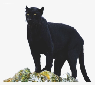 Transparent Pantera Png - Black Cat, Png Download, Transparent PNG