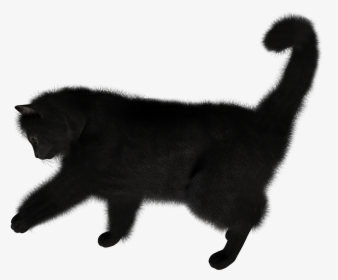 Black Cat Png, Transparent Png, Transparent PNG