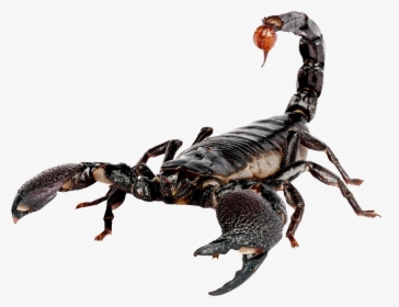 Scorpion Png, Transparent Png, Transparent PNG