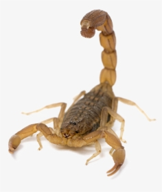 Download Scorpion Png Picture For Designing Projects - Scorpions In San Antonio Texas, Transparent Png, Transparent PNG
