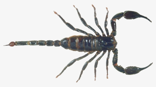 Scorpion Png Image - Scorpion Png, Transparent Png, Transparent PNG