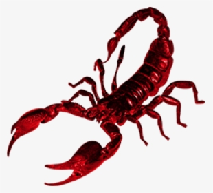 Scorpion Png Free Download - Red Scorpion Png, Transparent Png, Transparent PNG