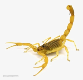 Poisonous Scorpion Png Transparent Image - Most Venomous Scorpion, Png Download, Transparent PNG