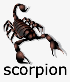 Download Scorpion Png Image - Caution Scorpion, Transparent Png, Transparent PNG