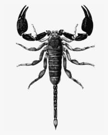 Free Vector Scorpion Drawing, HD Png Download, Transparent PNG