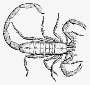 Vintage Scorpion Line Art - Scorpion Drawing, HD Png Download, Transparent PNG