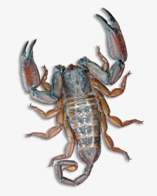 Scorpion Pincers, HD Png Download, Transparent PNG