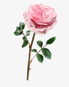 Rose, Pink, Stem, Flower - Yellow Flowers With Stem, HD Png Download, Transparent PNG