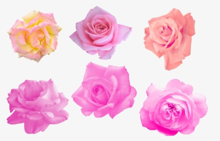 Pink Rose Png Image - Garden Roses, Transparent Png, Transparent PNG