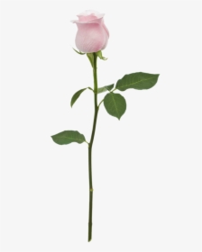 Transparent Pink Flower With Stem Clipart - Flower With Stem Png, Png Download, Transparent PNG