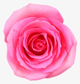Pink Rose Png Image Free Download Searchpng - Garden Roses, Transparent Png, Transparent PNG