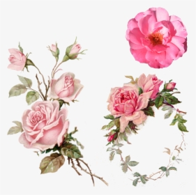 Pink Rose Vintage Clipart - Transparent Background Flower Png, Png Download, Transparent PNG