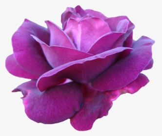 Purple Pink Rose Png , Png Download - Watercolor Purple And Pink Rose, Transparent Png, Transparent PNG