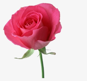 Transparent Pink Rose Png - Beautiful Pink Rose Hd, Png Download, Transparent PNG