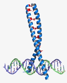 Leucine Zipper - Cerniera Di Leucina, HD Png Download, Transparent PNG