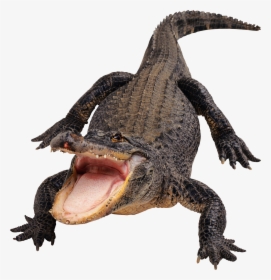 Crocodile, Gator Png - Alligator Png, Transparent Png, Transparent PNG