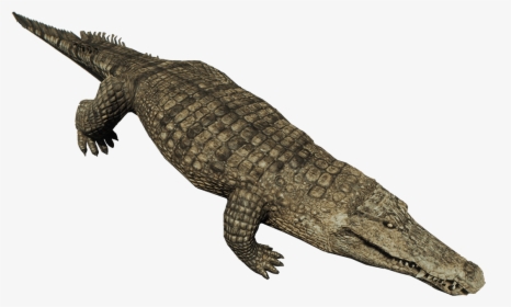 Crocodiles Nile Crocodile American Alligator Animal - Crocodile Png, Transparent Png, Transparent PNG