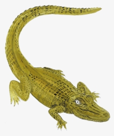Nile Crocodile - American Crocodile, HD Png Download, Transparent PNG